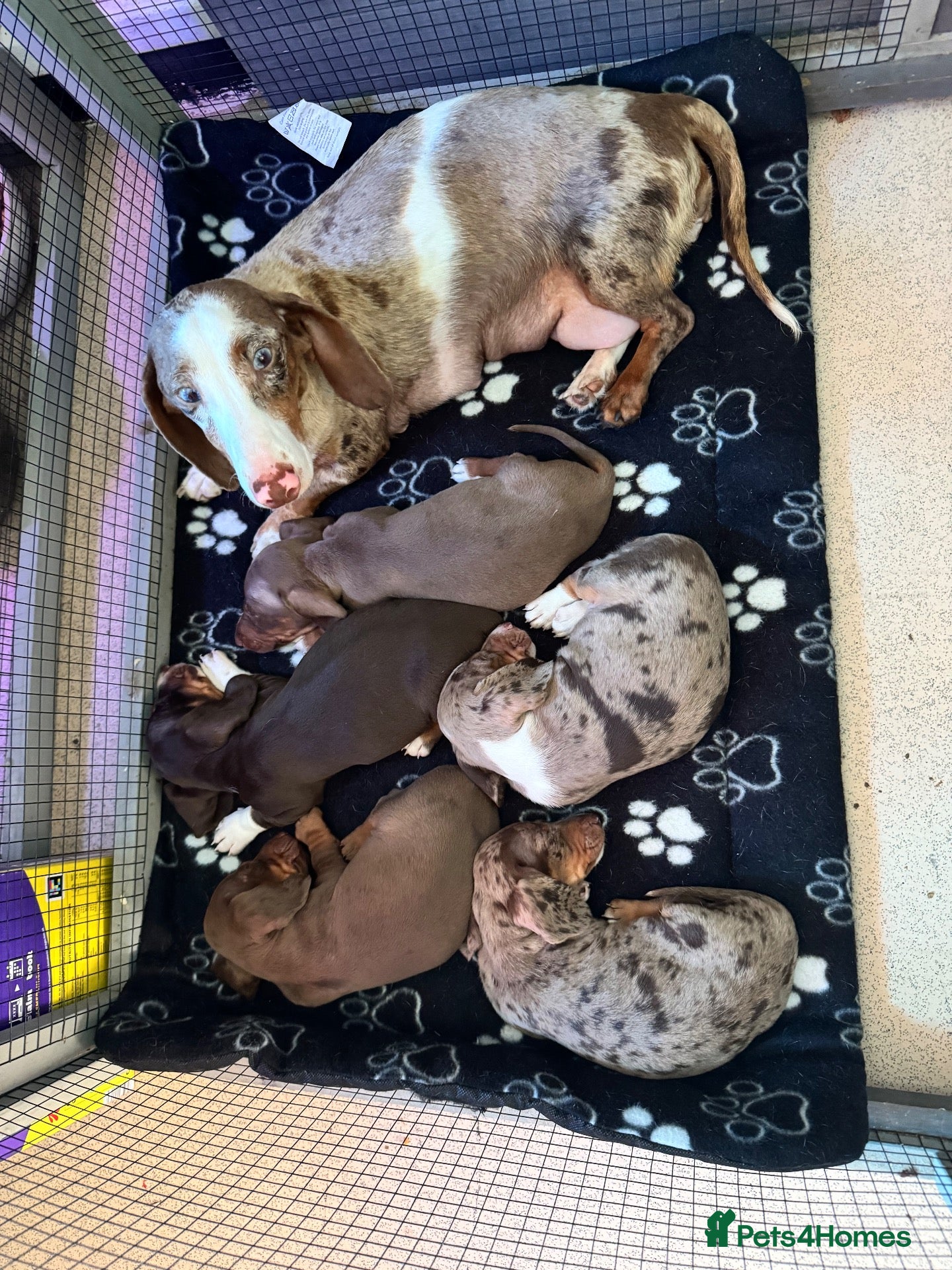 Dachshund dogs BEAUTIFUL DAPPLE DACHSHUND PUPPIES - Advert 17