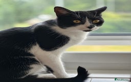 Domestic Shorthair cats for sale:  Beautiful cats looking for new home - Image 5