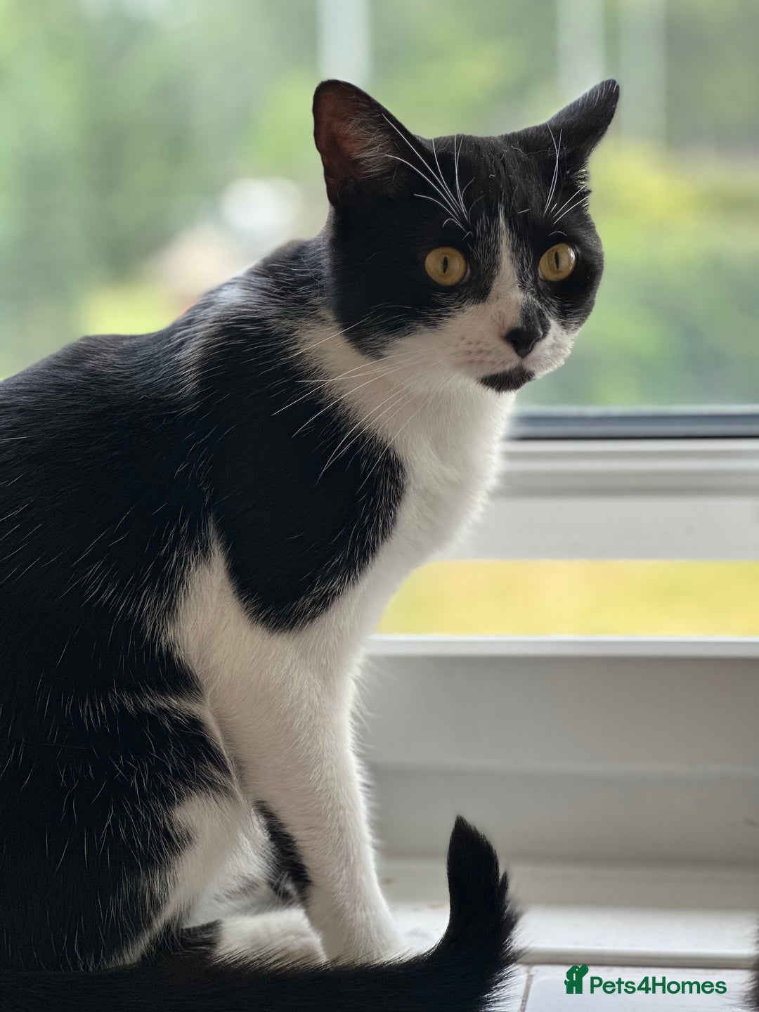 Domestic Shorthair cats for sale:  Beautiful cats looking for new home - Image 5