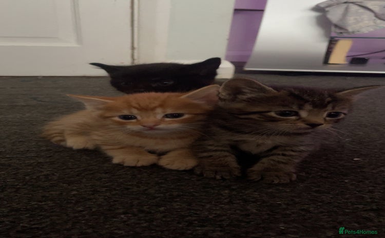 Mixed Breed cats - Advert 13