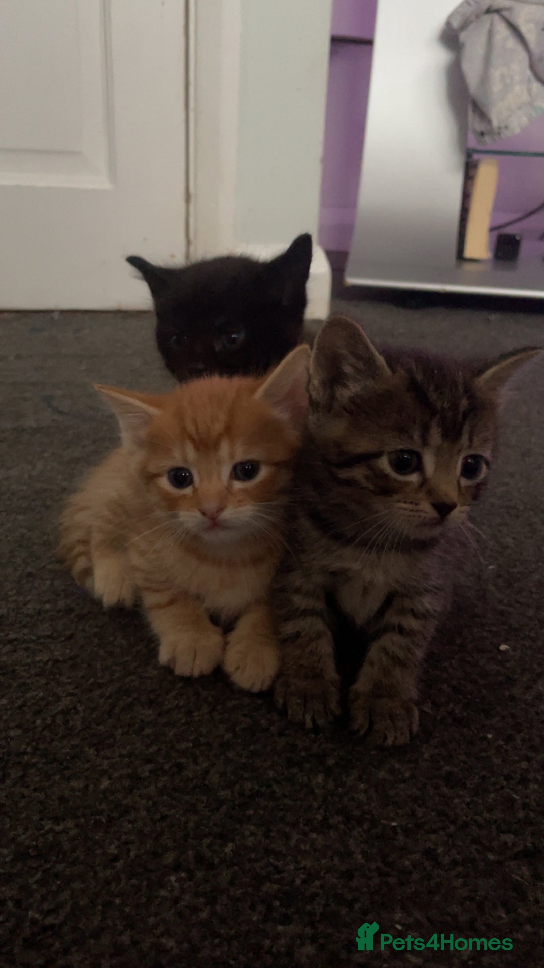 Mixed Breed cats for sale: 5 beautiful kittens ready to go! - Image 1