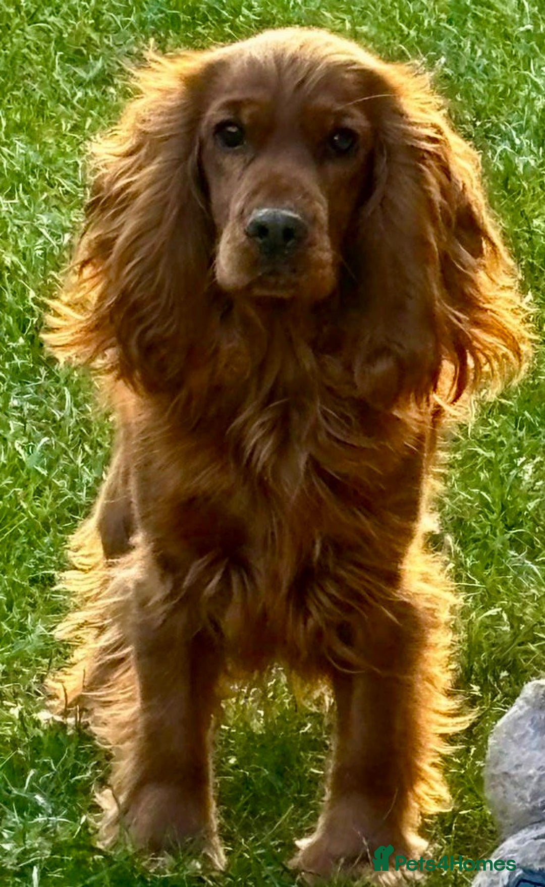 Cocker Spaniel dogs for adoption: Mickey heroic adventure - Image 3