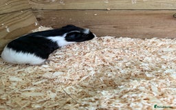 Guinea Pig rodents for sale: Guinea pig babies for sale - Image 7