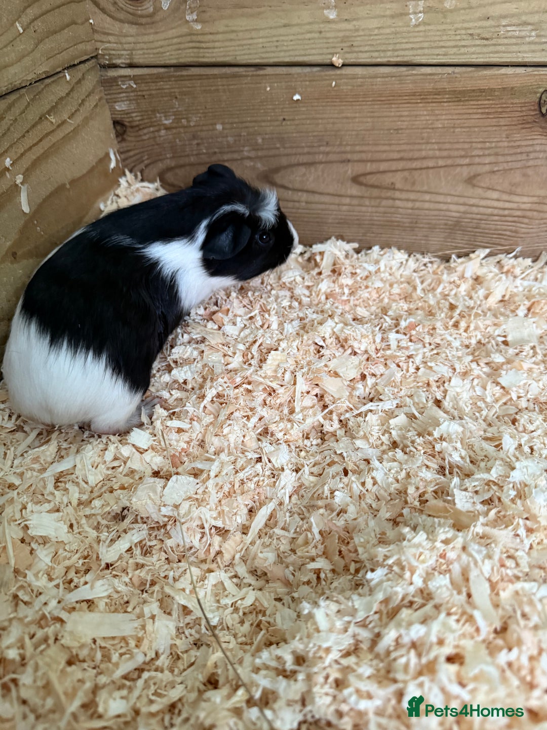 Guinea Pig rodents for sale: Guinea pig babies for sale - Image 7