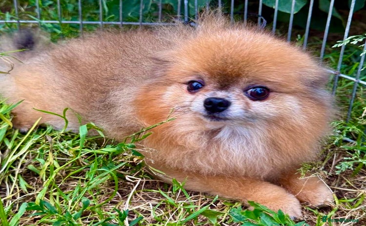 Pomeranian dogs - Advert 8