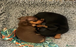 Miniature Dachshund dogs for sale: Gorgeous KC reg miniature Dachshund puppies  - Image 27