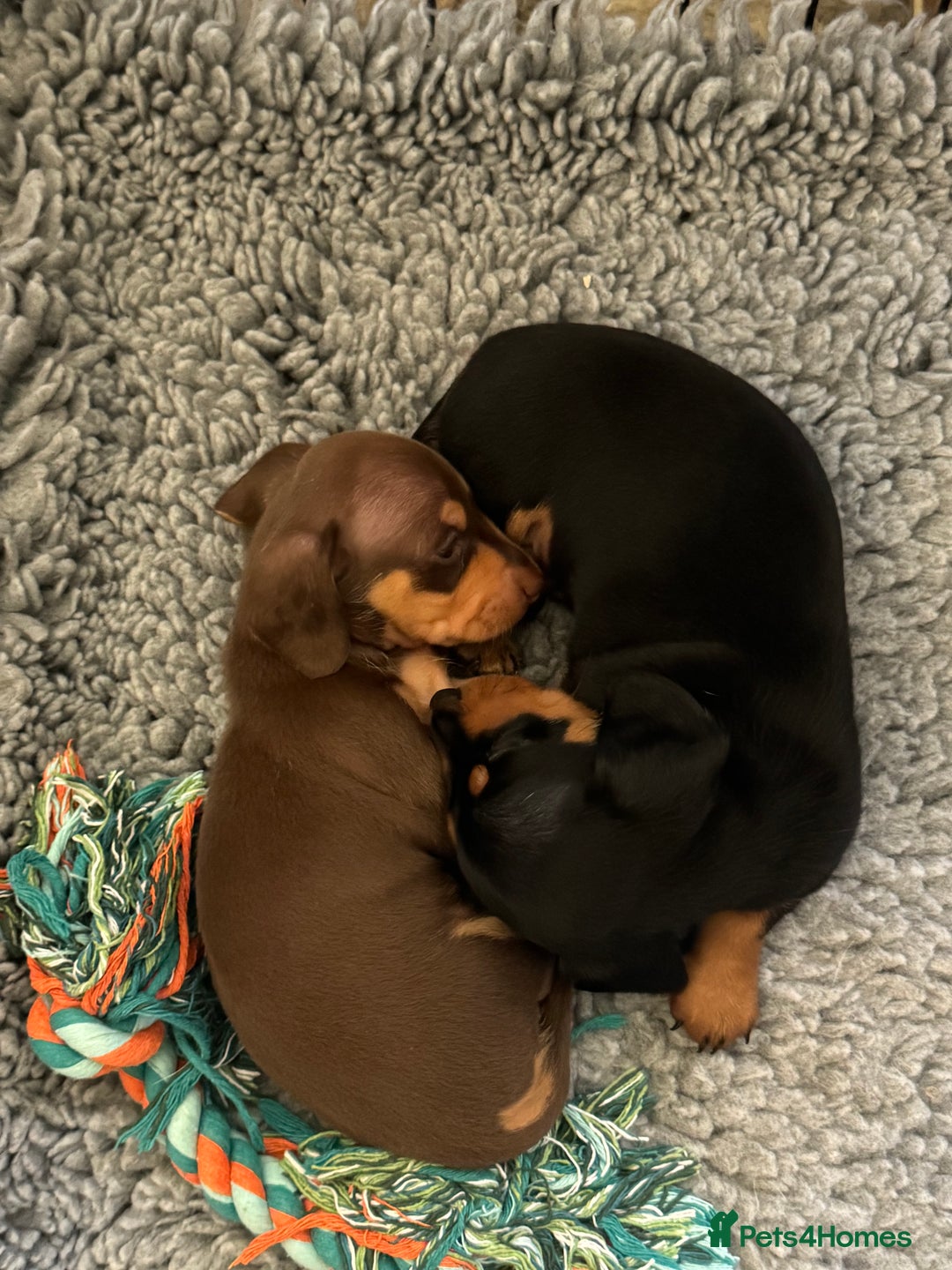 Miniature Dachshund dogs for sale: Gorgeous KC reg miniature Dachshund puppies  - Image 27