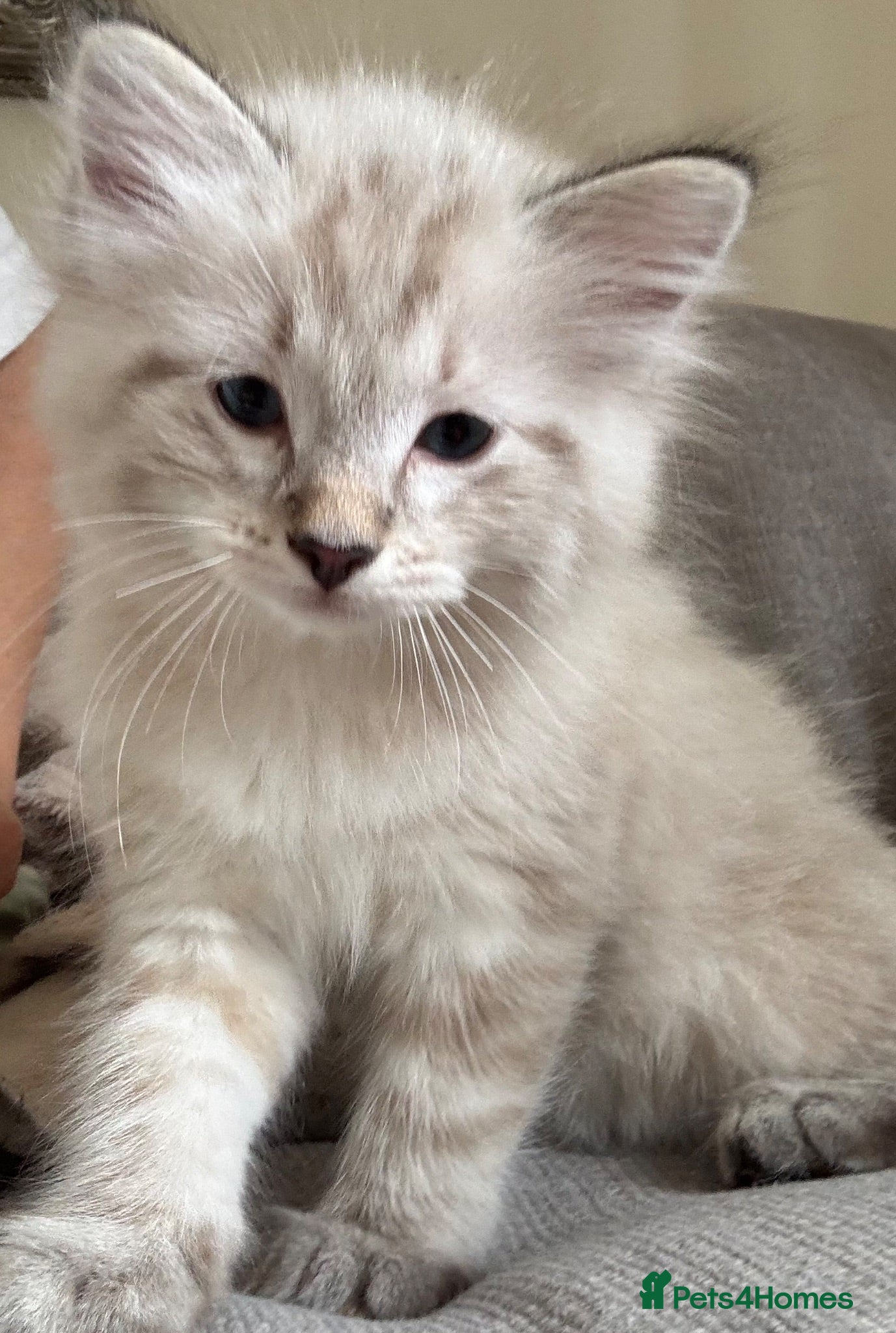 Ragdoll cats ✨ READY SOON ✨ Ragdoll Siberian Kittens - Advert 2