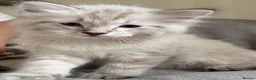 Ragdoll cats for sale: ✨ READY SOON ✨ Ragdoll Siberian Kittens - Advert 2