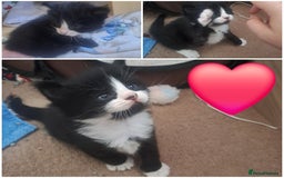 Mixed Breed cats for sale: 4 kittens for sale 🙂 - Image 3