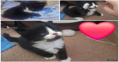 Mixed Breed cats - Advert 5