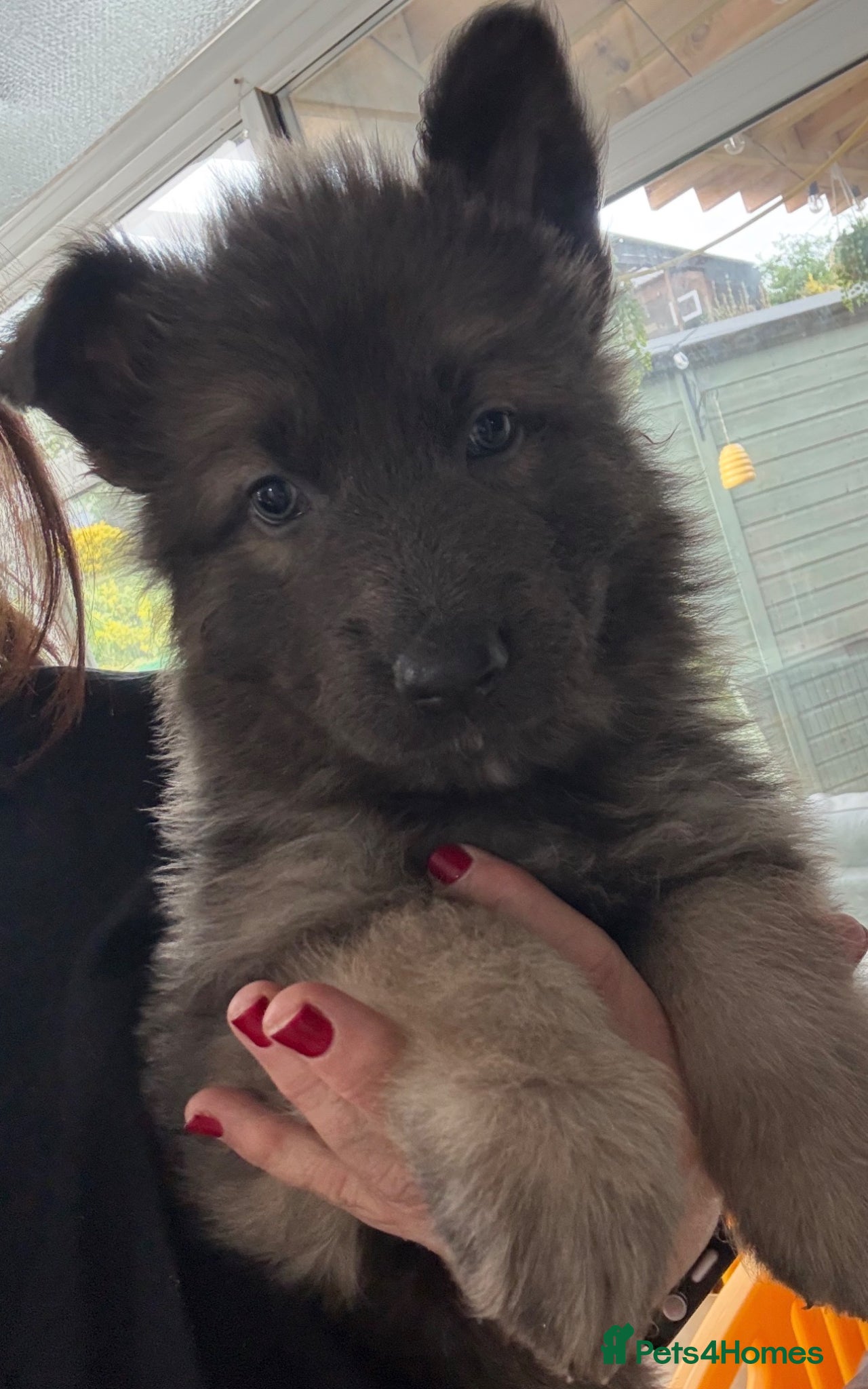 German Shepherd dogs Blue/tan KC pedigree German Shepherd puppies - Advert 2