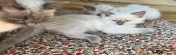 Ragdoll cats for sale:  Blue Ragdoll health tested ready now - Advert 8
