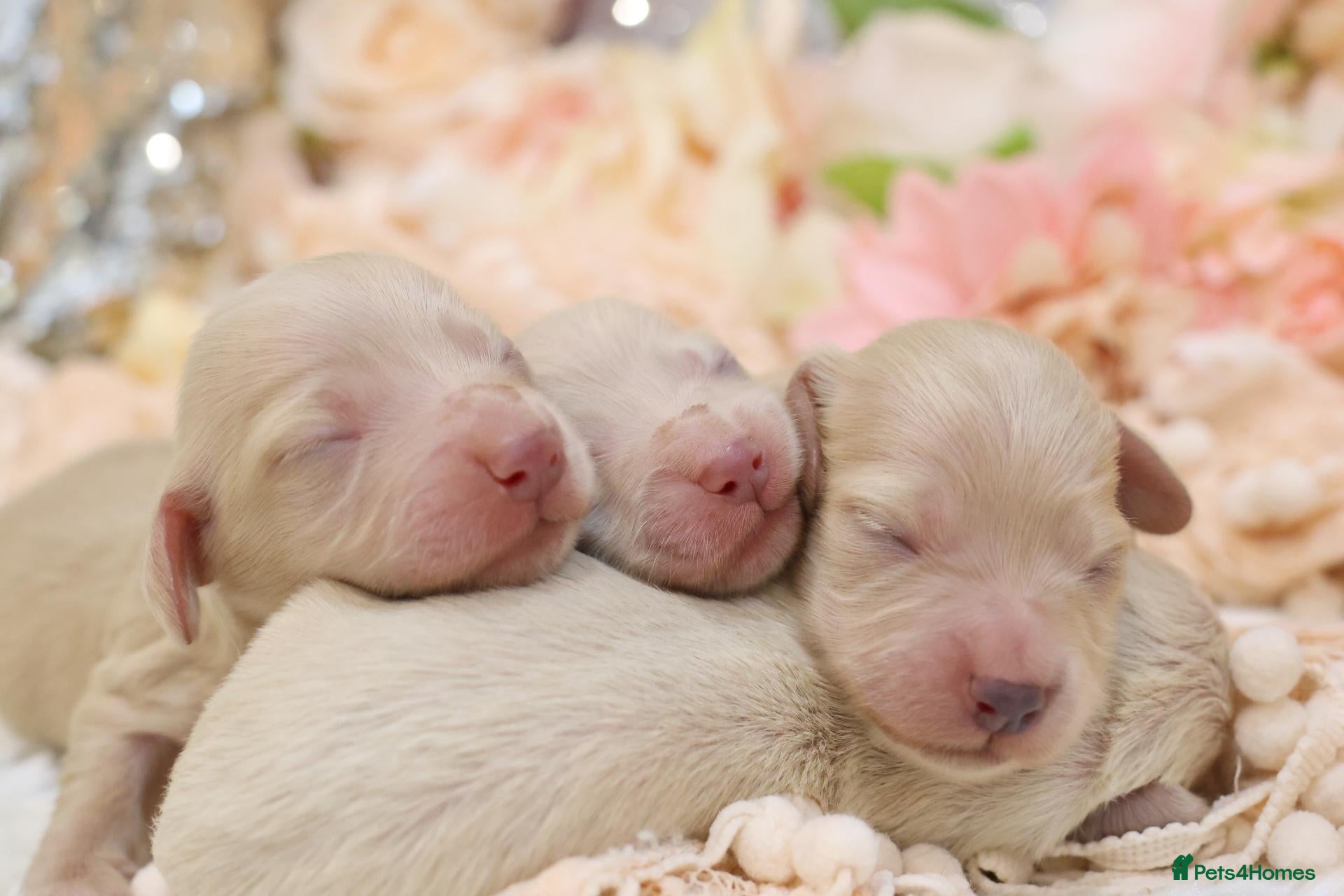 Miniature Dachshund dogs KC Cream Longhair Puppies - Advert 2