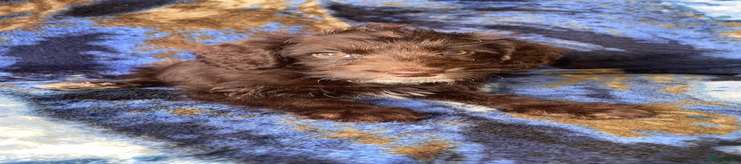 Labradoodle Puppy 1