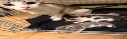 Bengal cats for sale: Beautiful bengal  in Sidcup - Advert 2