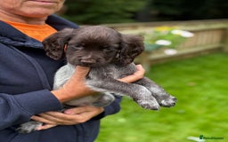 Cocker Spaniel dogs for sale: READY NOW KC Reg Working Cocker spaniel puppies - Image 4