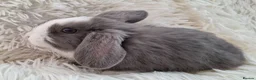 Mini Lop rabbits for sale: Baby Mini Lop Rabbits for sale - Advert 3