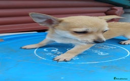 Mixed Breed dogs for sale: 5 beautiful jackchi puppies - Image 6
