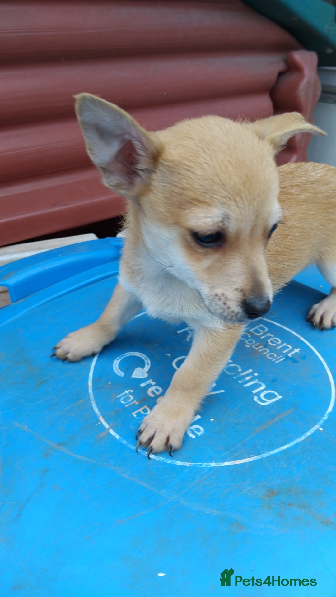 Mixed Breed dogs for sale: 5 beautiful jackchi puppies - Image 6