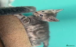 Maine Coon cats for sale: Adorable half mainecoon kittens for sale  - Image 5