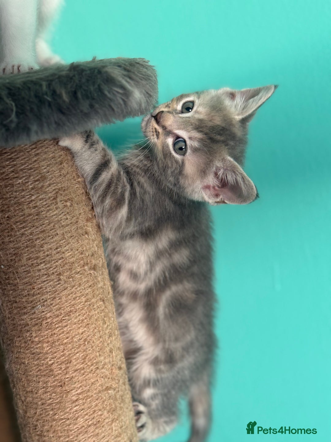 Maine Coon cats for sale: Adorable half mainecoon kittens for sale  - Image 5