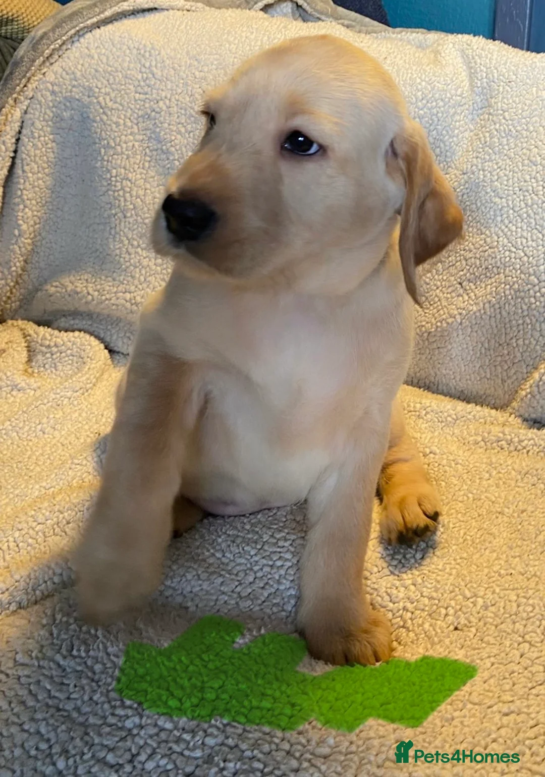 Mixed Breed dogs for sale: Labrador pups ready now  - Advert 11