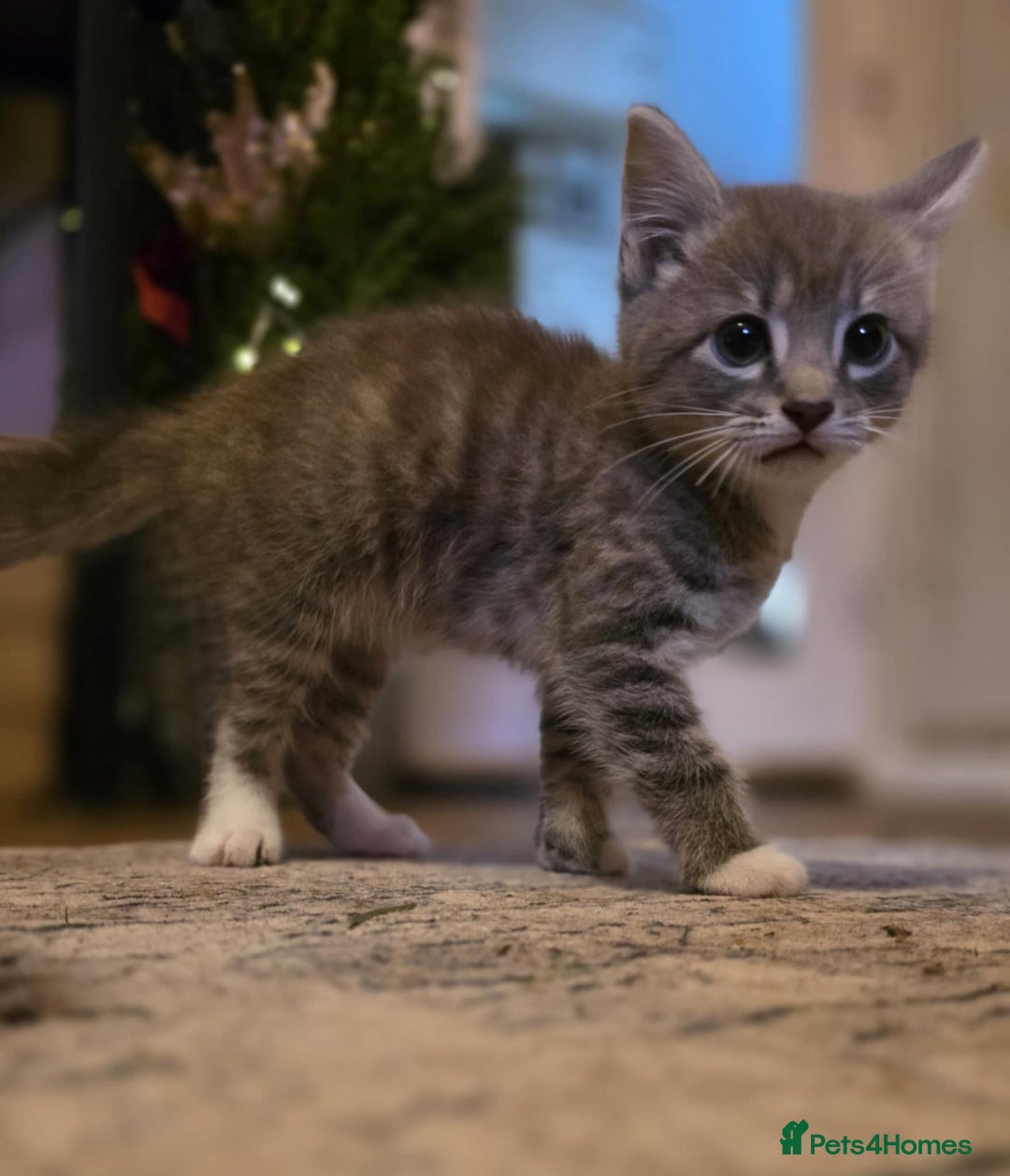 Mixed Breed cats for sale: Lonely little toad  - Advert 6