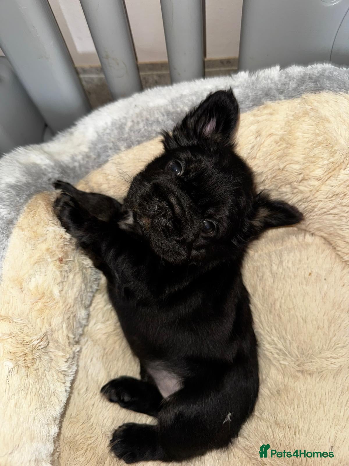 French Bulldog dogs READY NOW,beautiful black fluffy French bulldog  - Advert 1