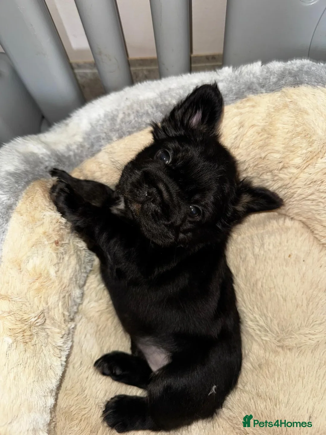French Bulldog dogs for sale: READY NOW,beautiful black fluffy French bulldog  - Advert 2