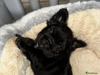 French Bulldog dogs READY NOW,beautiful black fluffy French bulldog - Advert 3