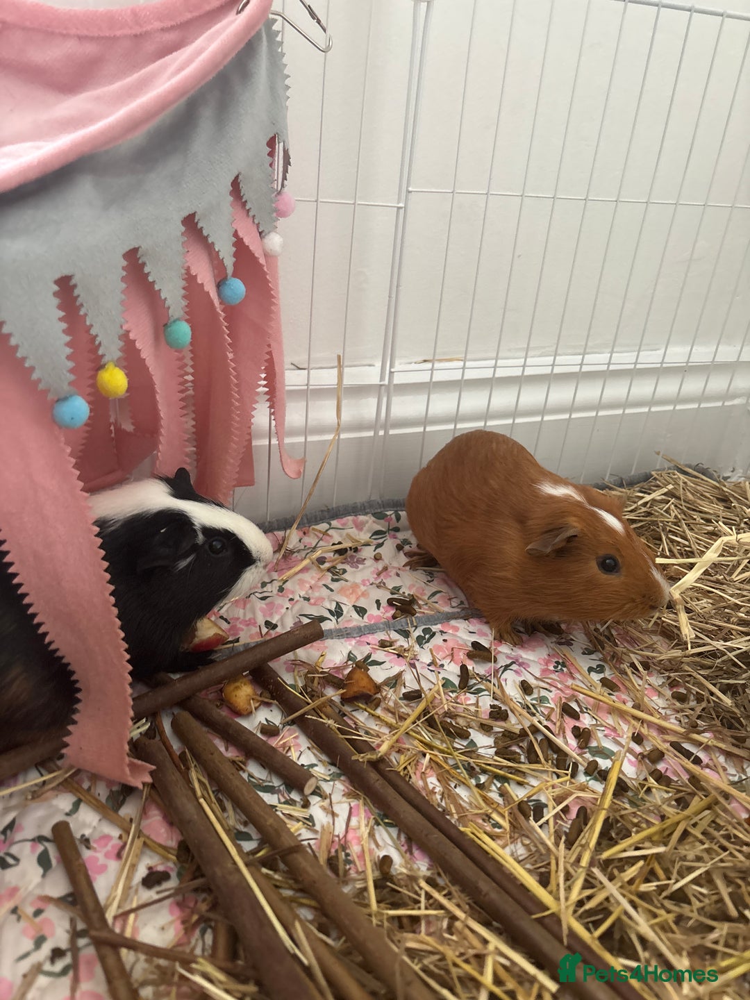 Guinea Pig rodents for sale: 2 MALE GUINEA PIGS £45+cage and accessories - Image 3