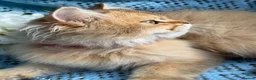 British Longhair cats for sale: British Longhair adorable golden kitten TICA - Advert 6