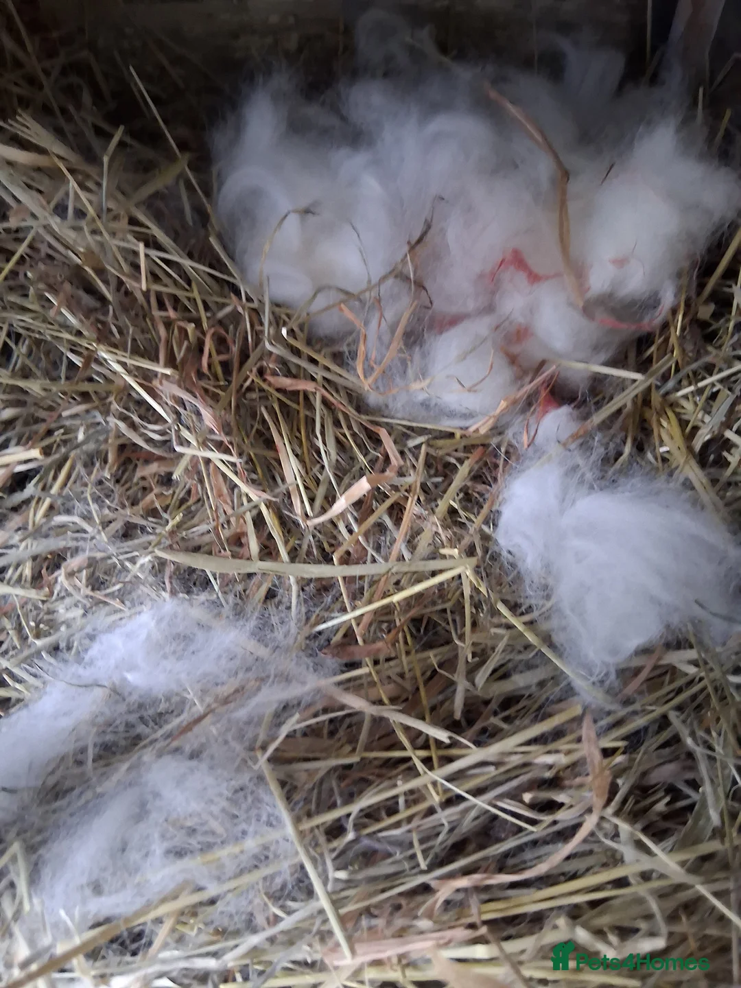 Lionhead rabbits for sale: Lionhead Baby bunnies born 16/Mar - Advert 2