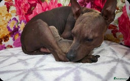 Mixed Breed dogs for sale: American hairless puppy - Image 1