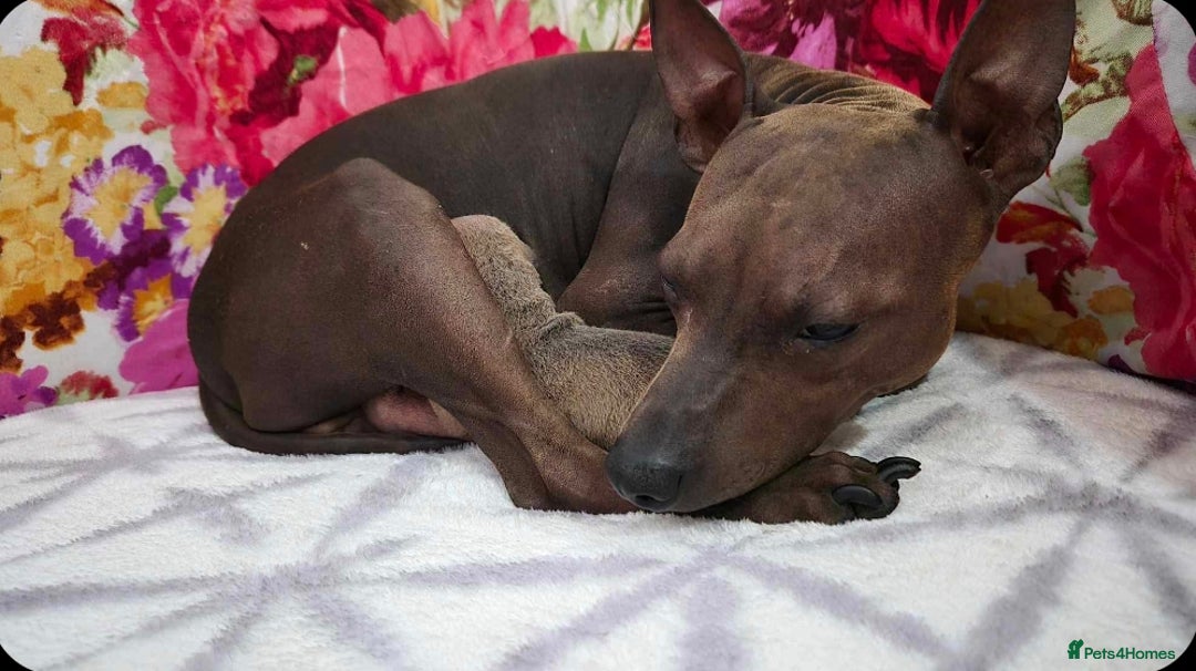 Mixed Breed dogs for sale: American hairless puppy - Image 1