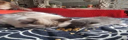 Ragdoll cats for sale: Ragdoll - Advert 13