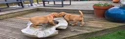Labrador Retriever dogs for sale: KC Reg. Fox Red Labrador Pups from Working Lines - Advert 3