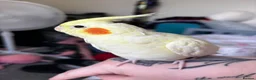Cockatiels birds for sale: Beautiful hand-tame lutino Cockatiel  in Westbury - Advert 6