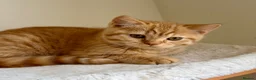 British Shorthair cats for sale: Last boy cute and playful TICA registered  - Advert 6