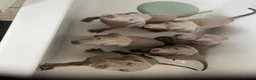 Weimaraner dogs for sale: Weimaraner pups, kc reg , 7 boys , 2 girls - Advert 20