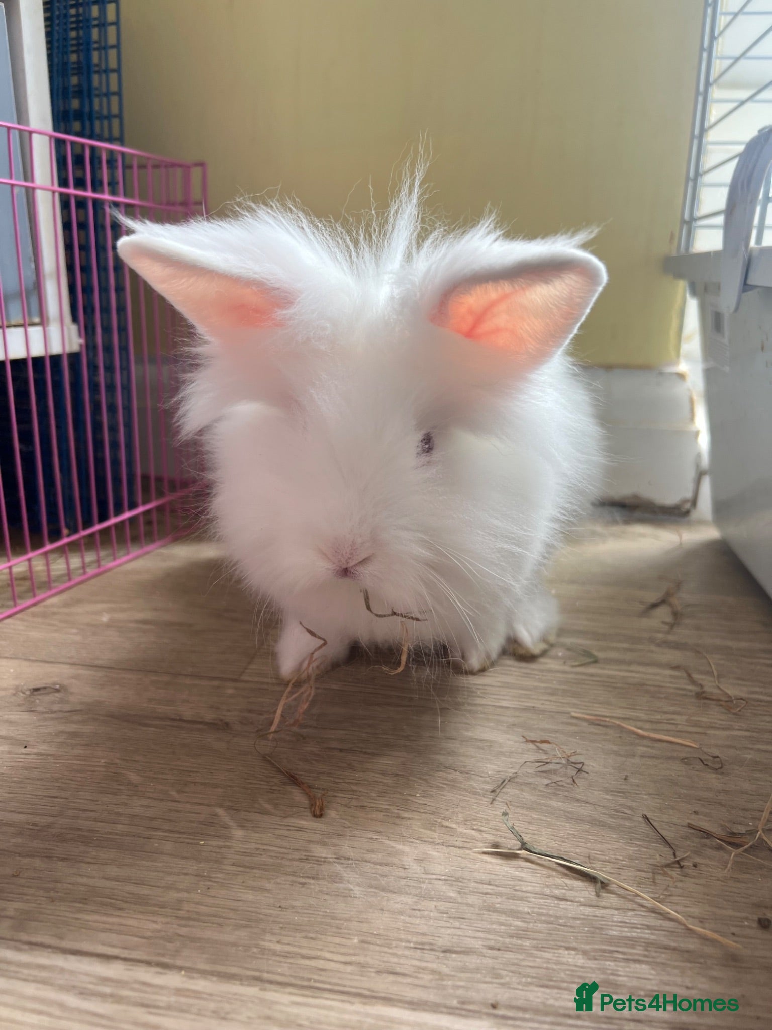 Lionhead rabbits 3 beautiful lion heads  - Advert 2