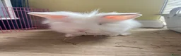 Lionhead rabbits for sale: 3 beautiful lion heads  - Advert 1