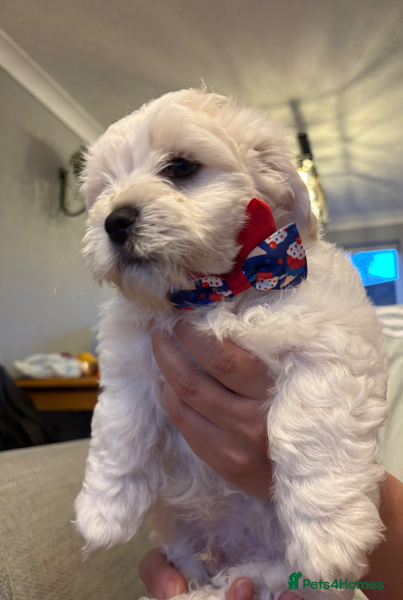 Maltese dogs for sale: READY HOME 30.05  - Advert 12