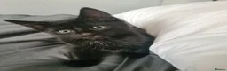 Mixed Breed cats for sale: Gorgeous kittens looking for Loving Homes - Advert 6
