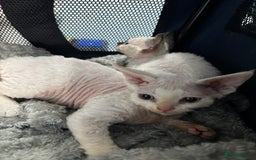 Devon Rex cats for sale: Quintelin Devon Rex - Image 4