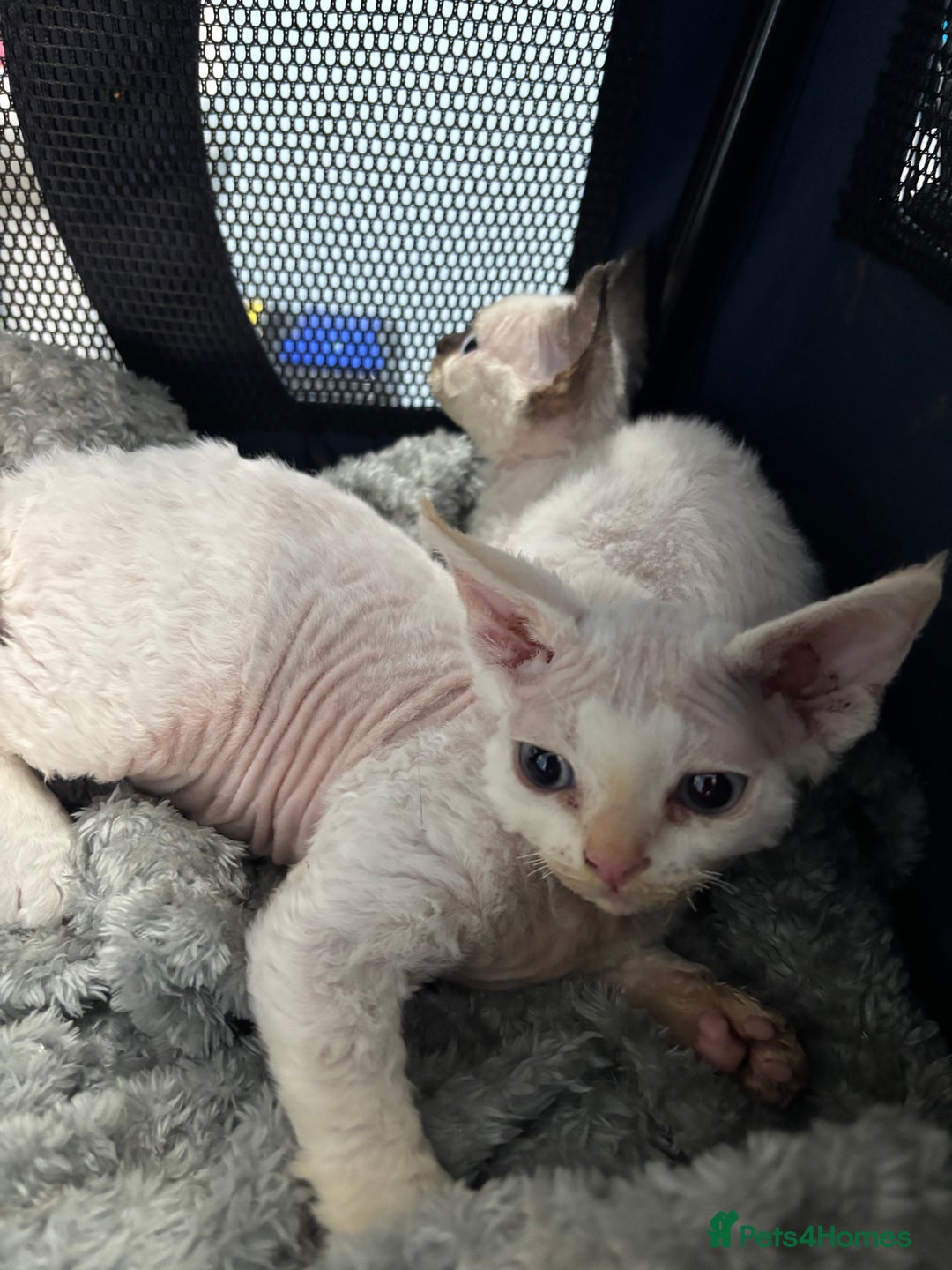 Devon Rex cats for sale: Quintelin Devon Rex - Image 4