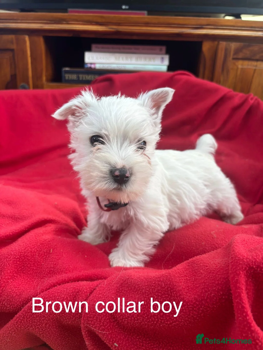 West Highland Terrier dogs for sale: Beautiful West highland puppies for sale - Advert 16