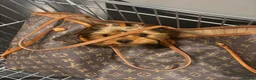 Yorkshire Terrier dogs for stud: KC Champion Bloodline Yorkshire Terrier Stud  - Advert 2