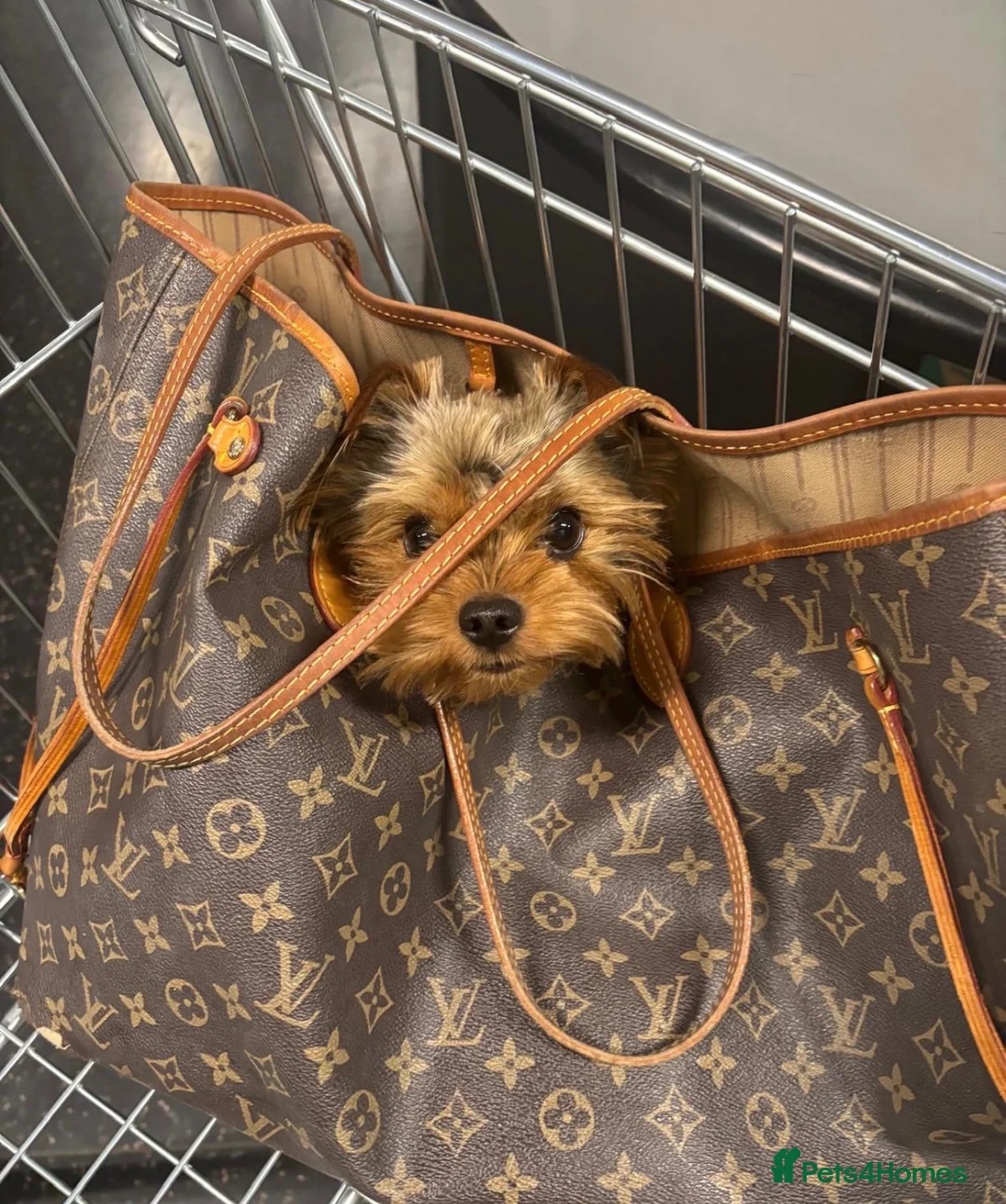 Yorkshire Terrier dogs for stud: KC Champion Bloodline Yorkshire Terrier Stud  - Advert 2